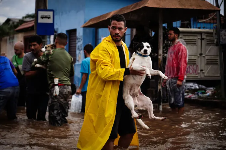 Cachorro é resgatado no Rio Grande do Sul após enchentes: governo lança iniciativa para resgate de animais (Carlos Macedo/Bloomberg /Getty Images)