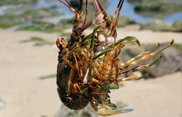Preservação: garantia da sustentabilidade dos estoques das lagostas no litoral brasileiro (Getty Images)