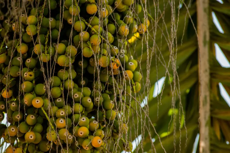 Pesquisa: sobras agroindustriais da polpa do babaçu podem ganhar nova utilidade (Getty Images)