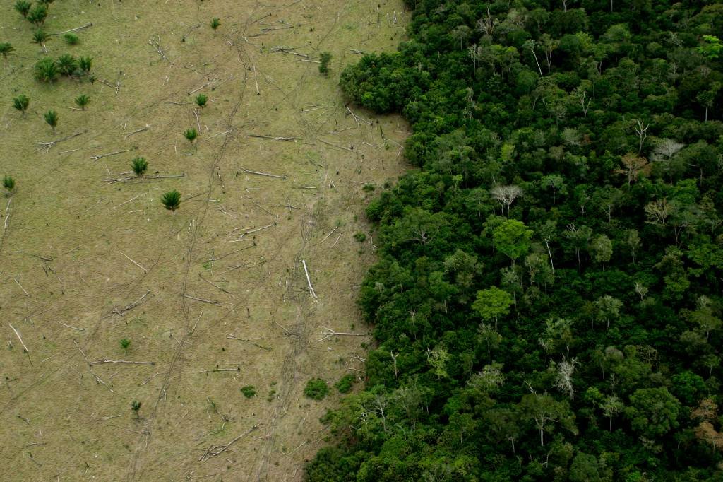 Startup se une à Microsoft para restaurar 15 mil hectares da Amazônia e da Mata Atlântica