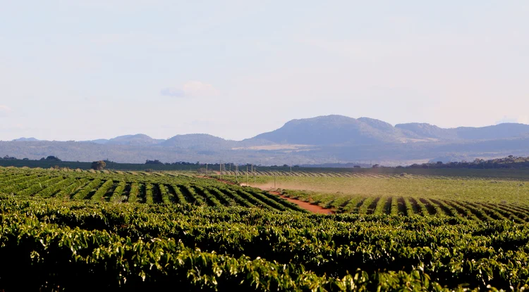 Serra do Cabral: muitos produtores vêm encontrando, na região, as condições perfeitas para o cultivo do café (Manoel Marques/exame.solutions)