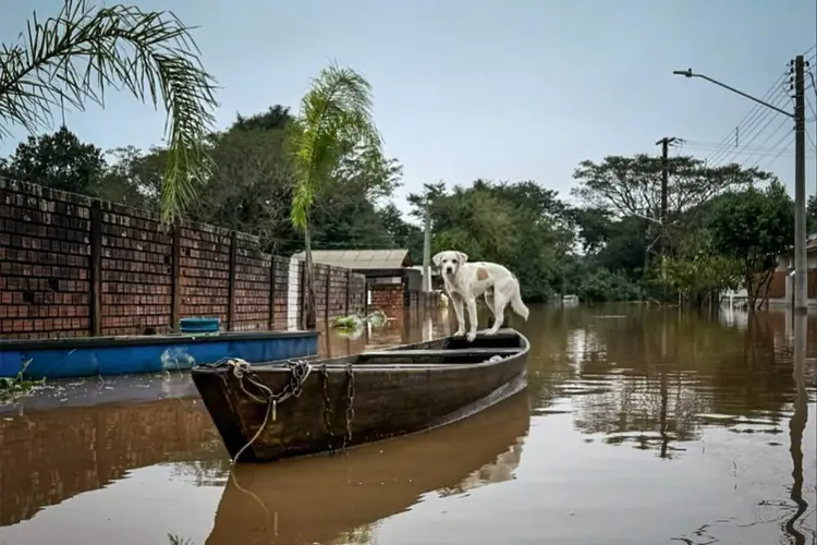 A ONG Campo Bom para Cachorro já resgatou mais de 5,6 mil animais em enchentes no Rio Grande do Sul (ONG Campo Bom para Cachorro /Reprodução)