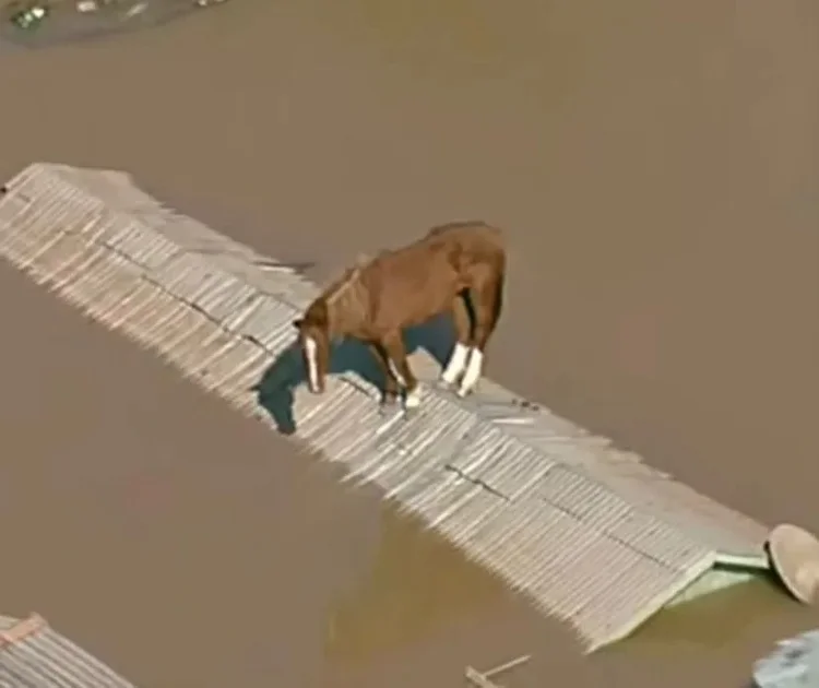 Caramelo, o cavalo que ficou ilhado em cima de telhado de casa em Canoas, na região metropolitana de Porto Alegre
 (TV Globo/Reprodução)