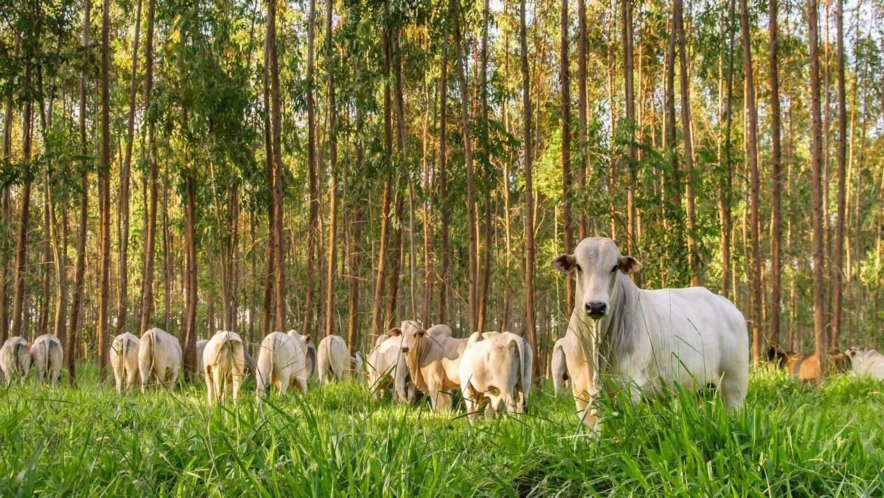 12 anos de Código Florestal: preservação está no DNA do produtor paulista