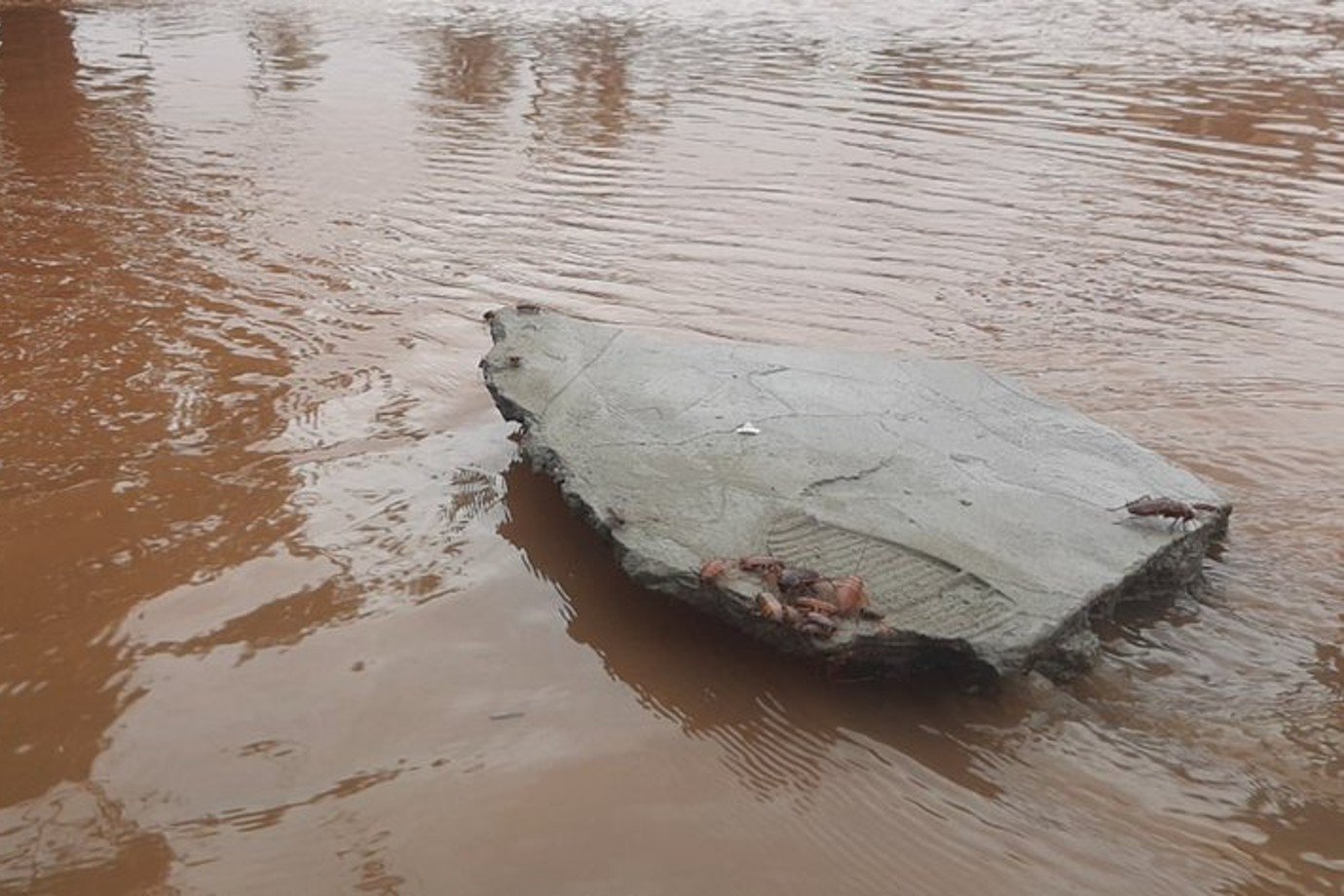 Em Porto Alegre, baratas invadem ruas do centro após inundação