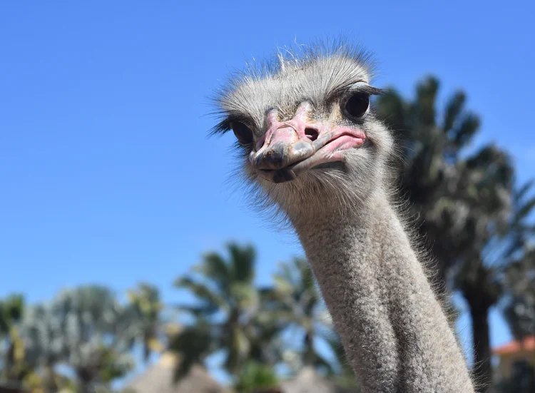 Very stern expression on the face of an ostrich. (DejaVu Designs/FreePik)