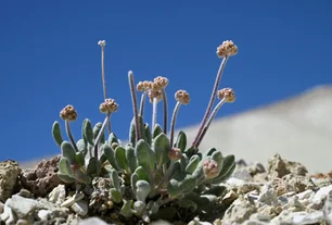 Imagem referente à matéria: Flor sob risco de extinção é ameaçada pela aceleração da transição energética