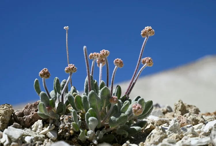Natureza: a planta foi listada como ameaçada de extinção em 2022 pelas autoridades dos EUA, que determinaram que sua principal ameaça é a mineração (AFP Photo)