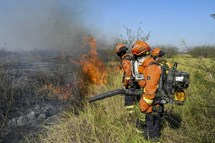 Ao todo, foram contabilizados 1.707 registros de 45 espécies por meio de expedições de monitoramento e emergência – quando realizadas até 72 horas após o fogo (AFP Photo/AFP Photo)