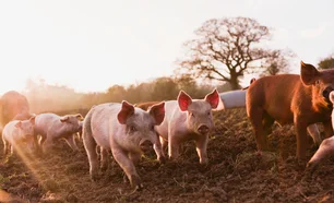 Imagem referente à matéria: Coreia do Sul abre mercado para carne processada de suínos do Brasil