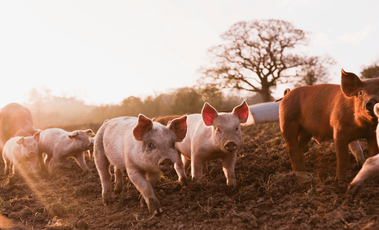 Coreia do Sul abre mercado para carne processada de suínos do Brasil