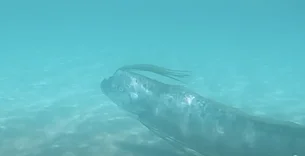 Peixe "do fim do mundo" é visto no México; veja vídeo