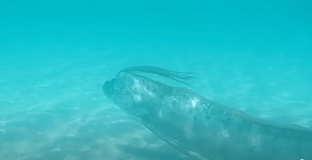 Peixe "do fim do mundo" é visto no México; veja vídeo
