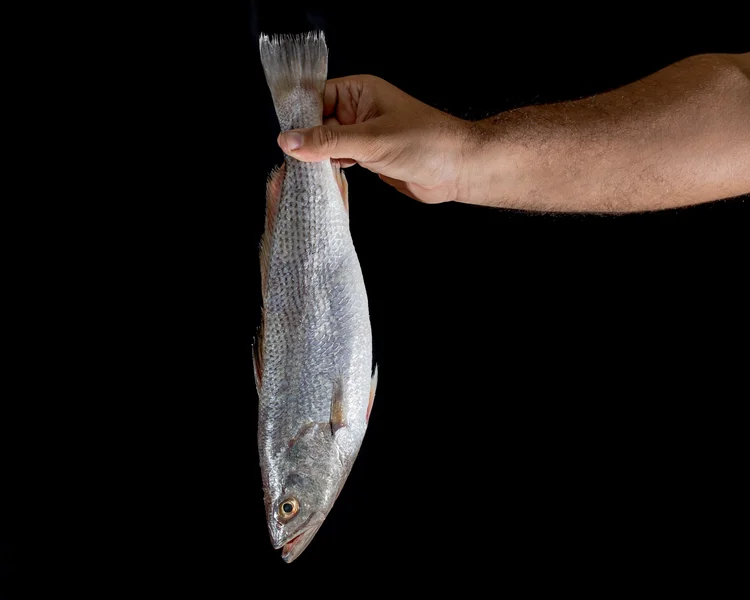 Riscos: a corvina está presente em reservatórios de todo país e se tornaram uma ameaça (Divulgação/Getty Images)