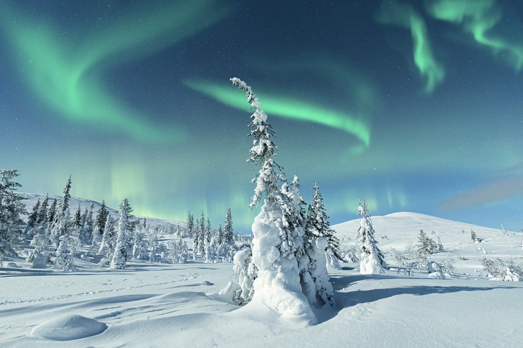 Moonlight on snow capped forest under the Northern Lights, Levi, Lapland, Finland
