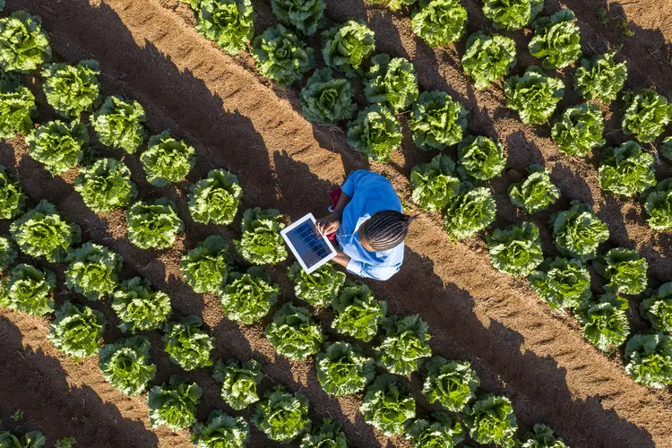 Abordagem é um conjunto de tecnologias e ferramentas avançadas, baseadas em dados e sistemas de geoposicionamento, que permite ao produtor rural fazer um gerenciamento controlado e preciso das lavouras.  (Martin Harvey/Getty Images)