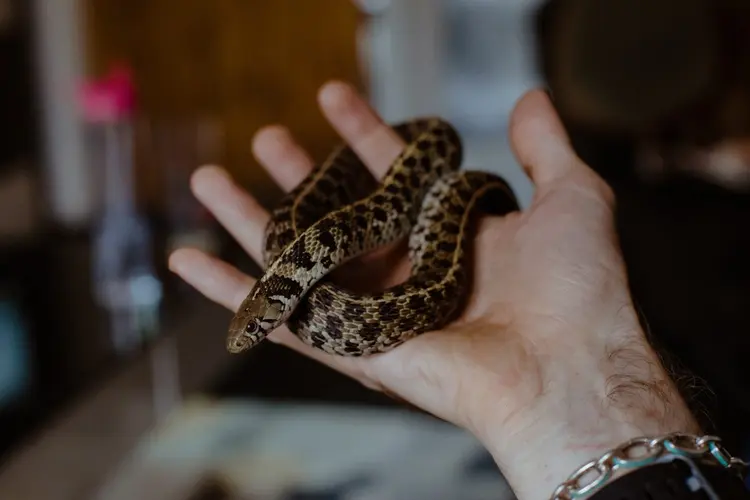 Cobra como pet: especialista esclarece dúvidas sobre animais silvestres e exóticos em condomínios (Mark Liddell/Getty Images)