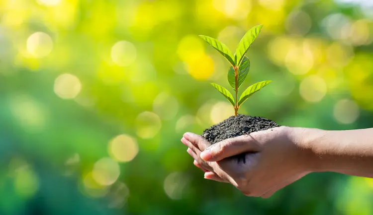 Plante uma árvore: ação socioambiental conta com a participação da ONG Black Jaguar Foundation  (GettyImages/Divulgação)