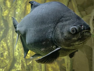 Imagem referente à matéria: Segunda espécie de peixe mais cultivada no país é ameaçada por mudanças climáticas e agrotóxicos
