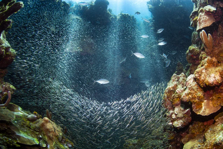 Dificuldade: problema dos oceanos é desafiador e tem de conjugar a solução para os microplásticos e a produção pesqueira para alimentação (Getty Images)