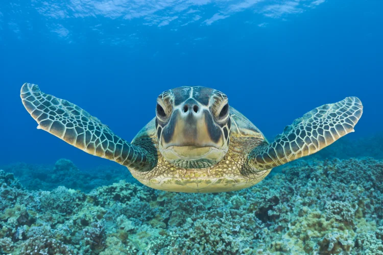 Danos: hoje, há  500 zonas mortas ao longo das costas e quase não resta vida marinha (Getty Images)