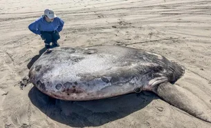 Peixe raro de 2,2 metros encalha na costa americana e viraliza; veja foto