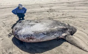Imagem referente à matéria: Peixe raro de 2,2 metros encalha na costa americana e viraliza; veja foto