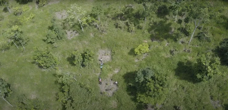 O sucesso do projeto pode trazer benefícios significativos para o futuro da restauração florestal na Amazônia (Norte Energia/Divulgação)