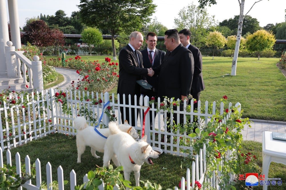 Kim Jong-un, ditador da Coreia do Norte, presenteou o presidente russo Vladimir Putin com dois cães da raça pungsan, típica do país