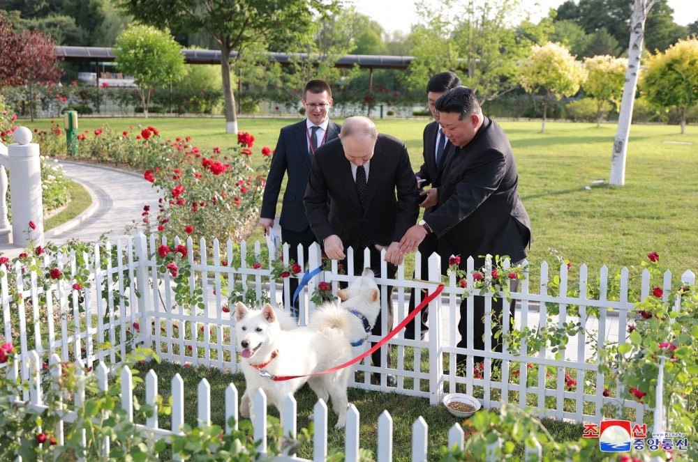 Kim Jong-un, ditador da Coreia do Norte, presenteou o presidente russo Vladimir Putin com dois cães da raça pungsan, típica do país