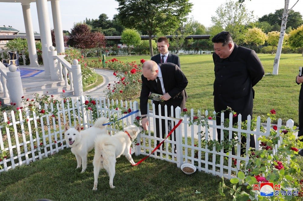 Imagem sobre/de Kim Jong-un ganha cachorros de Vladimir Putin
