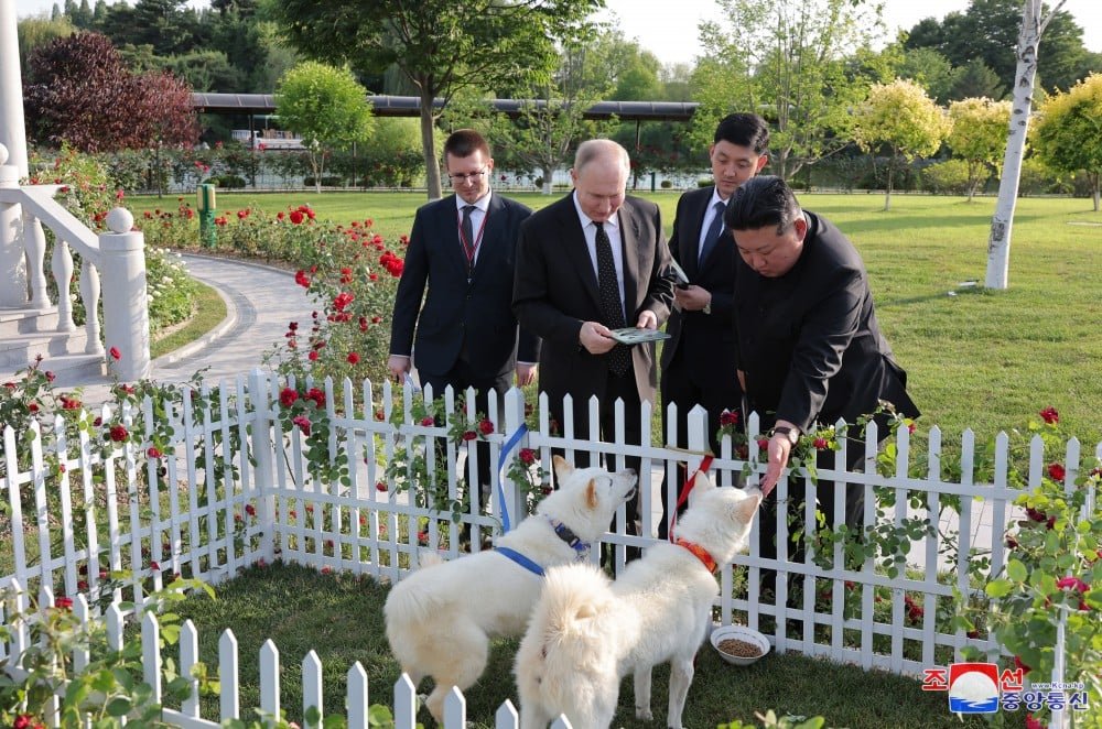 Kim Jong-un, ditador da Coreia do Norte, presenteou o presidente russo Vladimir Putin com dois cães da raça pungsan, típica do país