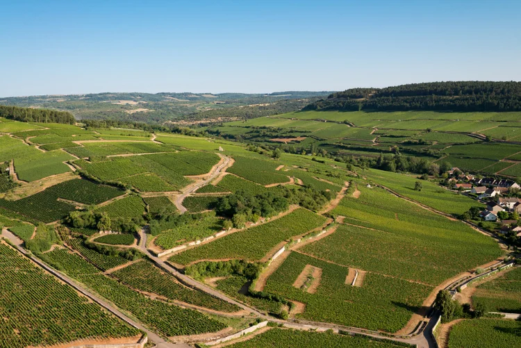 Borgonha: grandes vinhos franceses saem da região. ( Michel Joly/Divulgação)