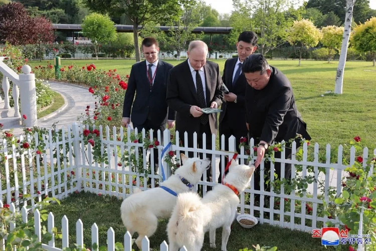 Kim Jong-un e Vladimir Putin brincam com cachorros da raça pungsan (KCNA/Divulgação)