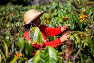 Capacidade da agricultura familiar de impulsionar indústria no Brasil enfrenta desafios estruturais