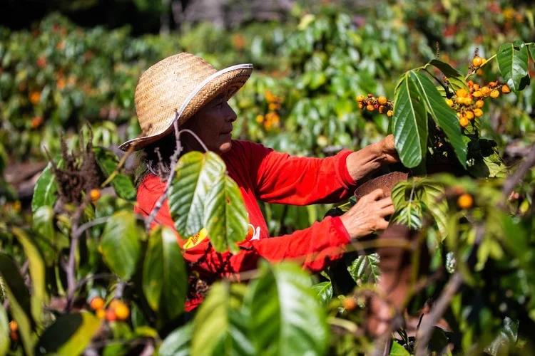 O plano do governo prevê R$ 546,6 bilhões de recursos para investimentos públicos e privados em equipamentos da agricultura de precisão e na ampliação da capacidade de produção de alimentos saudáveis da agricultura familiar (Camila Batista/Divulgação)