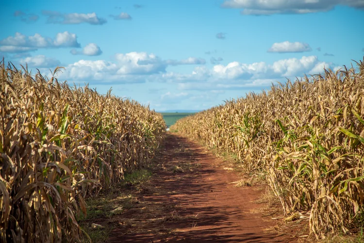 Dry corn
