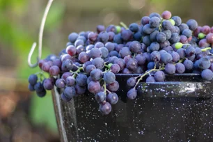 Imagem referente à matéria: Colheita de uva niagara começa em Pirapora com expectativas positivas, informa Cepea