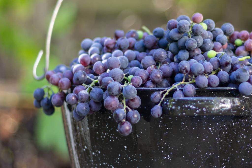 Colheita de uva niagara começa em Pirapora com expectativas positivas, informa Cepea