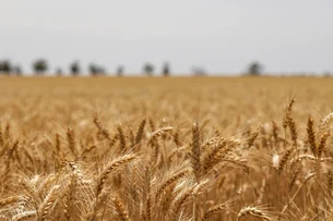 Rio Grande do Sul deve colher 4,068 milhões de toneladas de trigo em 2024/25, segundo Emater/RS