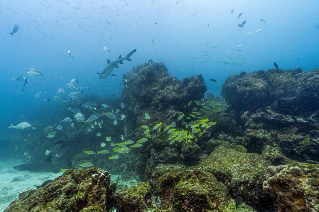 Investir no oceano é mais que proteger o futuro