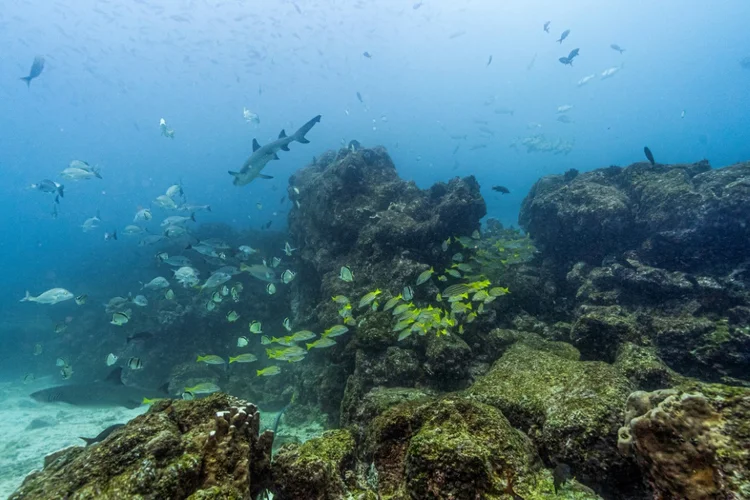 imagem subaquática de peixes na costa da Ilha Saymour Norte, no arquipélago de Galápagos, Equador, em 8 de março de 2024
oceano vida marinha aquecimento global (AFP Photo)