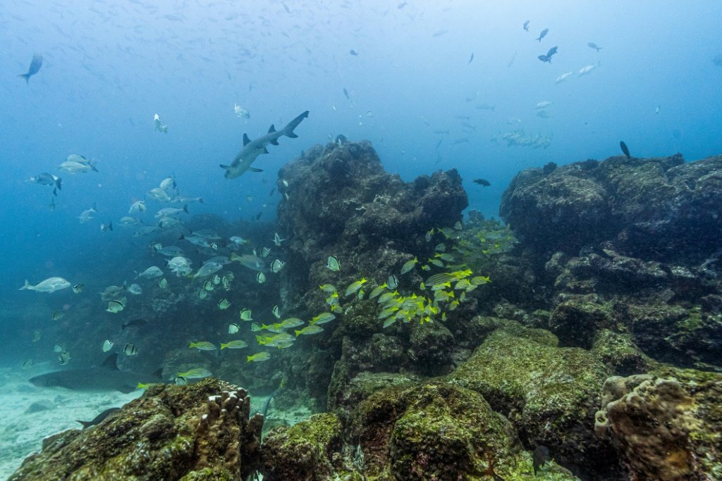 Corredor biológico marinho: uma alternativa para a preservação dos oceanos