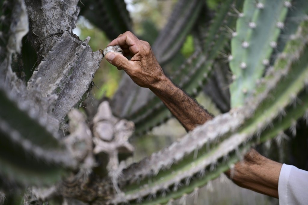 Imagem referente à notícia: Agroecologia se torna uma arma contra a desertificação na Caatinga