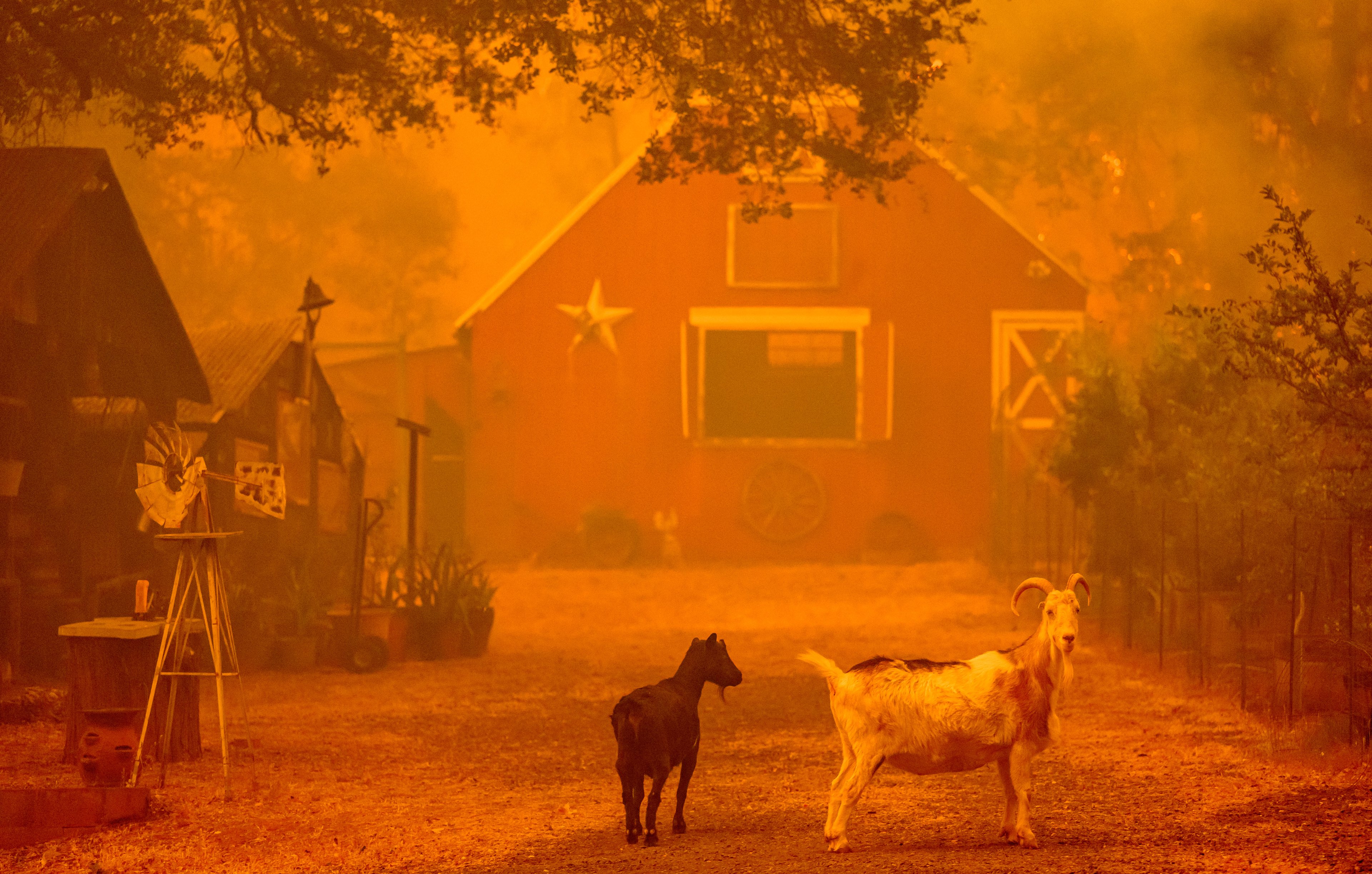 Goats look on as flames approach a home during the Thompson fire in Oroville, California on July 2, 2024. A heatwave is sending temperatures soaring resulting in red flag fire warnings throughout the state. (Photo by JOSH EDELSON / AFP)