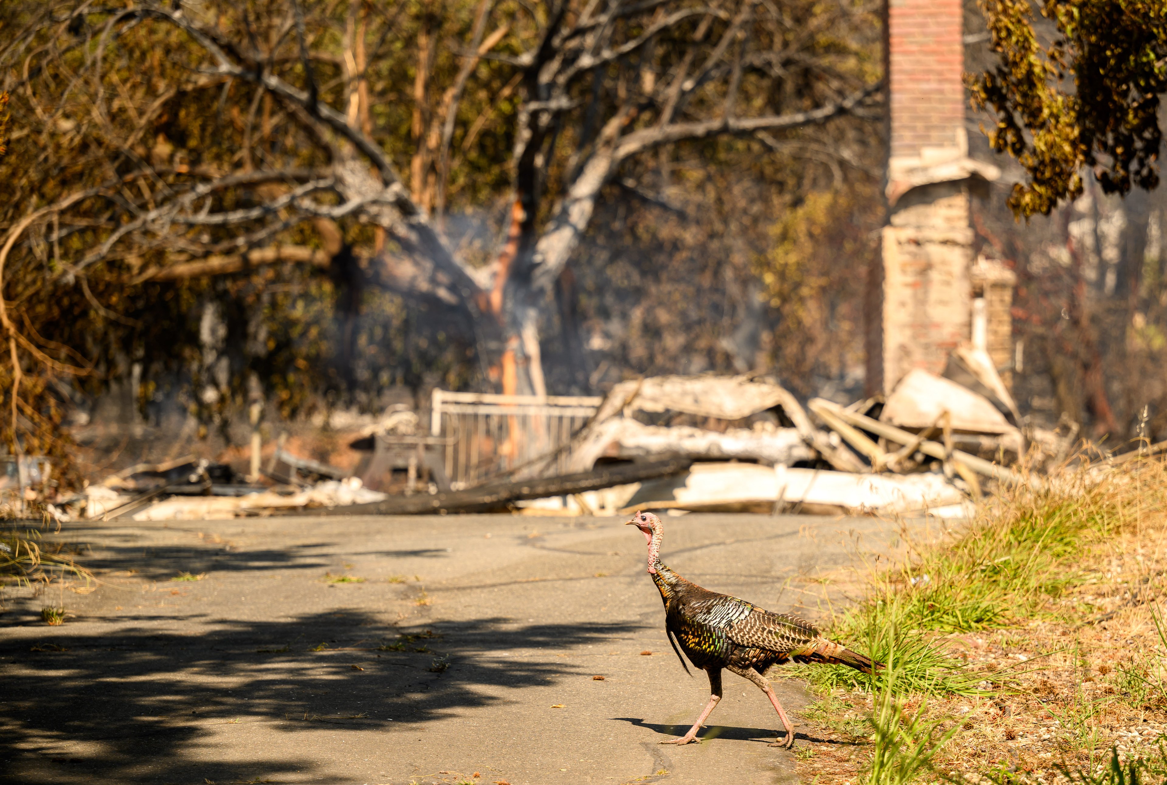A turkey crosses the driveway of a burned home as the Thompson fire continues to burn in Oroville, California on July 3, 2024. A heatwave is sending temperatures soaring resulting in red flag fire warnings throughout the state. (Photo by JOSH EDELSON / AFP)
