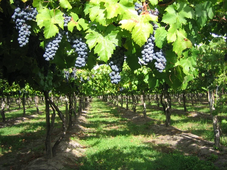 Viña Echeverria: vinícola chilena. (Divulgação/Divulgação)