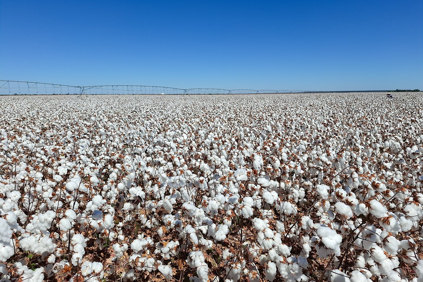 Galeria de fotos de Brasil ultrapassa EUA e já é maior exportador de algodão do mundo