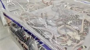 Imagem referente à matéria: Homem é preso na China com 104 cobras na calça