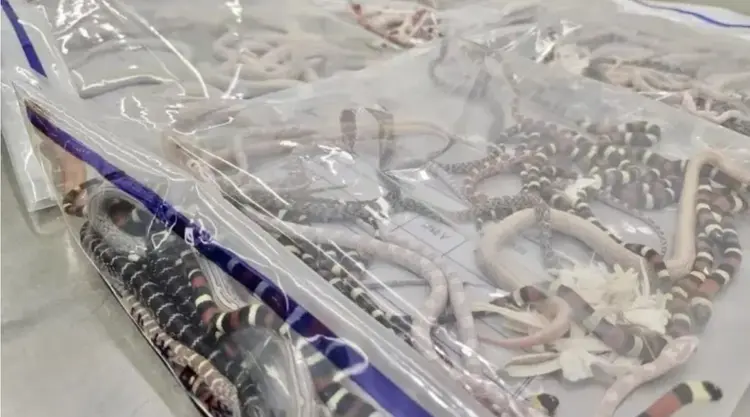 Sacos com cobras apreendidas num porto entre Hong Kong e Shenzhen (Divulgação Alfândega da China)